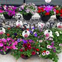 Afbeelding van HP30 XXL Diverse mix